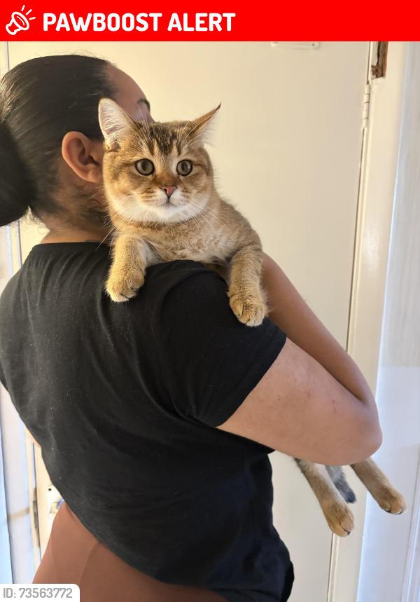 Lost Female Cat last seen Se129af, Greater London, England SE12 9AF