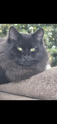 Lost Female Cat last seen Ridgebury, Mayfield Heights, OH 44124
