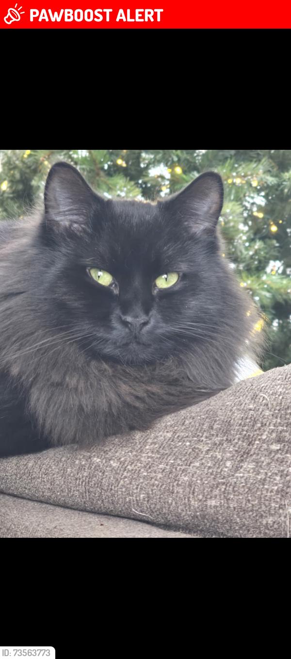Lost Female Cat last seen Ridgebury, Mayfield Heights, OH 44124