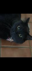 Lost Female Cat last seen Near Thornrose Dr., Charlotte, NC 28210