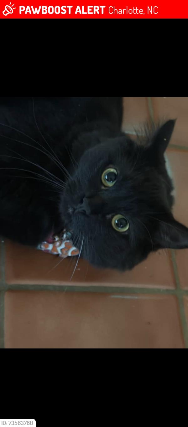 Lost Female Cat last seen Near Thornrose Dr., Charlotte, NC 28210