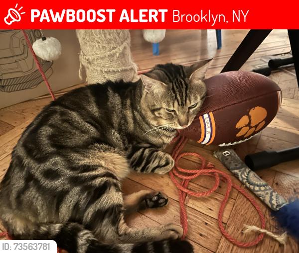 Lost Male Cat last seen 5th ave and 4th ave, Brooklyn, NY 11209