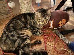 Lost Male Cat last seen 5th ave and 4th ave, Brooklyn, NY 11209