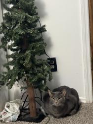 Lost Female Cat last seen Near kinser pike, Bloomington, IN 47404