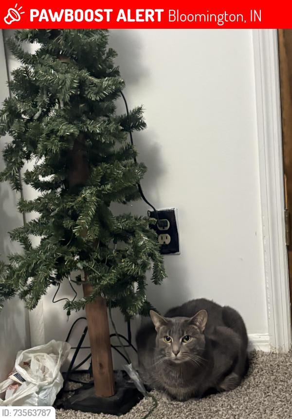 Lost Female Cat last seen Near kinser pike, Bloomington, IN 47404