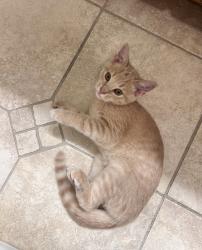 Found/Stray Male Cat last seen Overbrook subdivision, Cleveland, TN 37312
