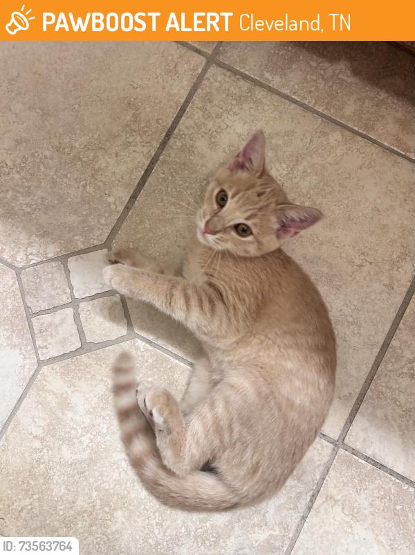 Found/Stray Male Cat last seen Overbrook subdivision, Cleveland, TN 37312