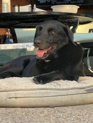 Reunited Female Dog last seen Greenwood and Willow Wood, Ovilla, TX 75154