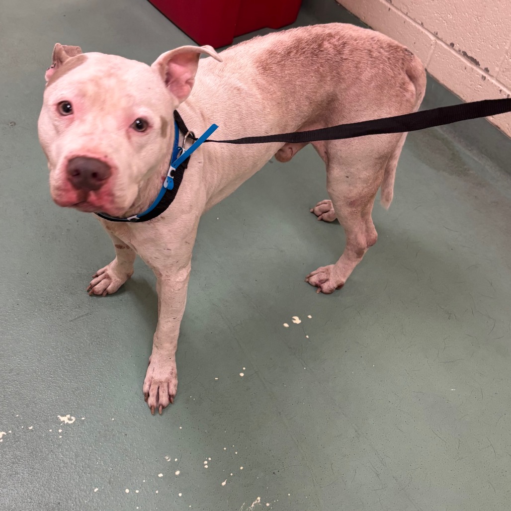 Shelter Stray Male Dog last seen , 2350 Appling City Cove, Memphis, TN 38133, USA