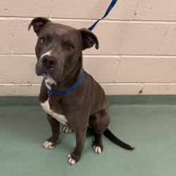 Shelter Stray Male Dog last seen , 2350 Appling City Cove, Memphis, TN 38133, USA
