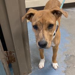 Shelter Stray Female Dog last seen , 2350 Appling City Cove, Memphis, TN 38133, USA