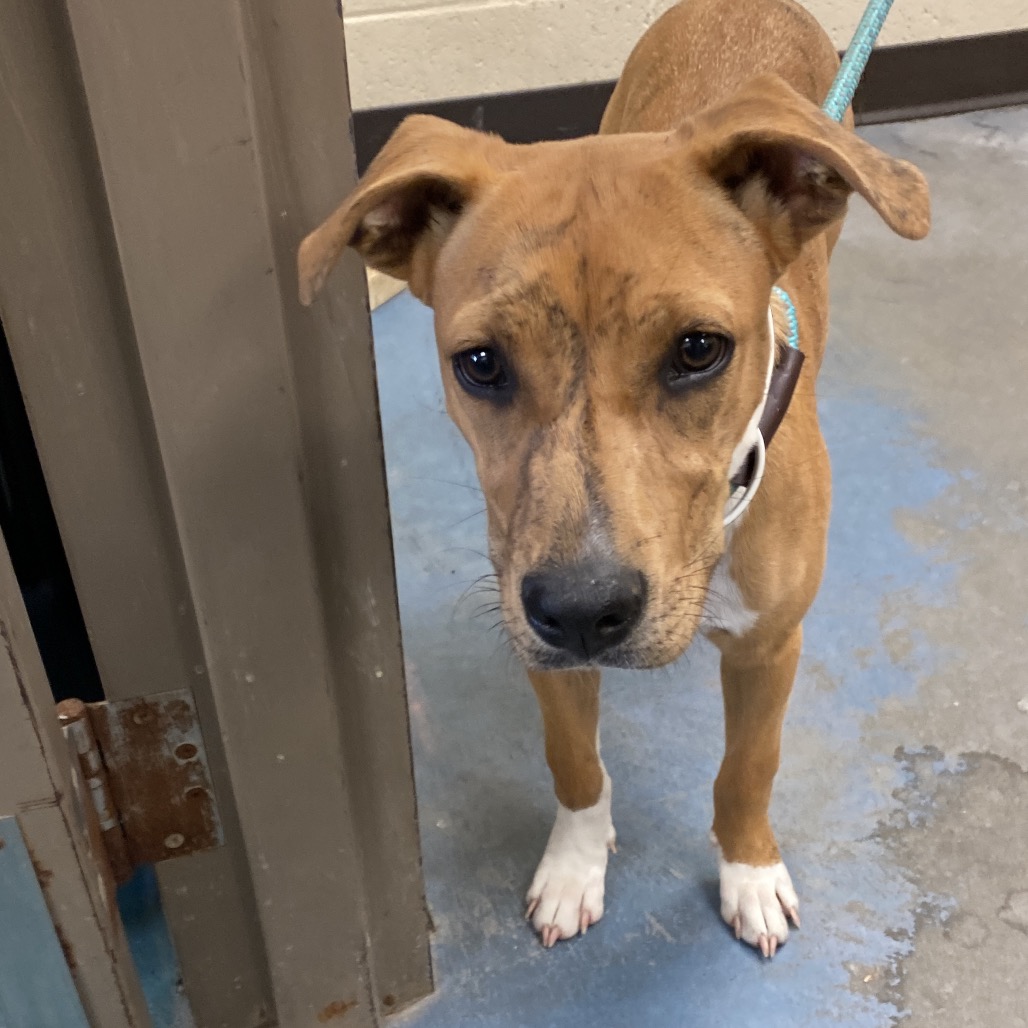 Shelter Stray Female Dog last seen , 2350 Appling City Cove, Memphis, TN 38133, USA