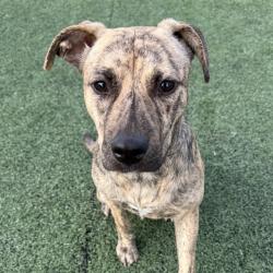 Shelter Stray Female Dog last seen , 2350 Appling City Cove, Memphis, TN 38133, USA