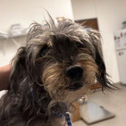 Shelter Stray Female Dog last seen , 21800 Central Ave, Matteson, IL 60443, USA