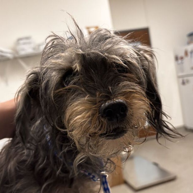 Shelter Stray Female Dog last seen , 21800 Central Ave, Matteson, IL 60443, USA