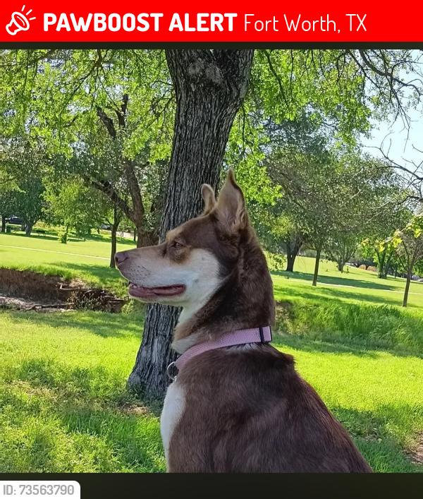 Lost Female Dog last seen Jack in the box, Fort Worth, TX 76106