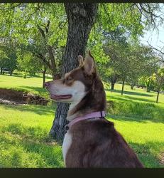 Lost Female Dog last seen Jack in the box, Fort Worth, TX 76106