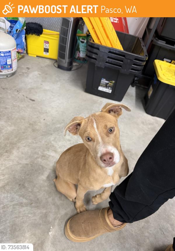 Found/Stray Female Dog last seen Columbia River Rd, Pasco, WA 99301