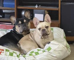 Reunited Male Dog last seen Lincoln crossing, Lincoln, CA 95648