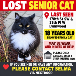 Lost Female Cat last seen 178th St SW & 11th Pl W, Lynnwood, WA 98037