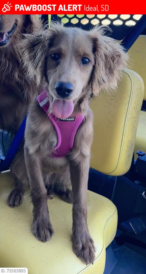 Lost Female Dog last seen Jorgensen Land & Cattle, Ideal, SD 57541