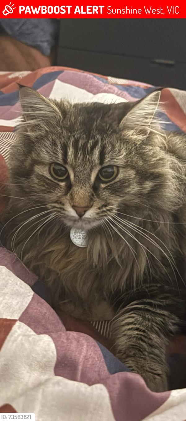 Lost Female Cat last seen Crn Vernon Crescent and James Street Sunshine West, Sunshine West, VIC 3020