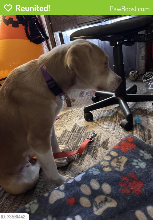 Reunited Female Dog last seen Mariner, Winterville, Tuscany, Spring Hill, FL 34608