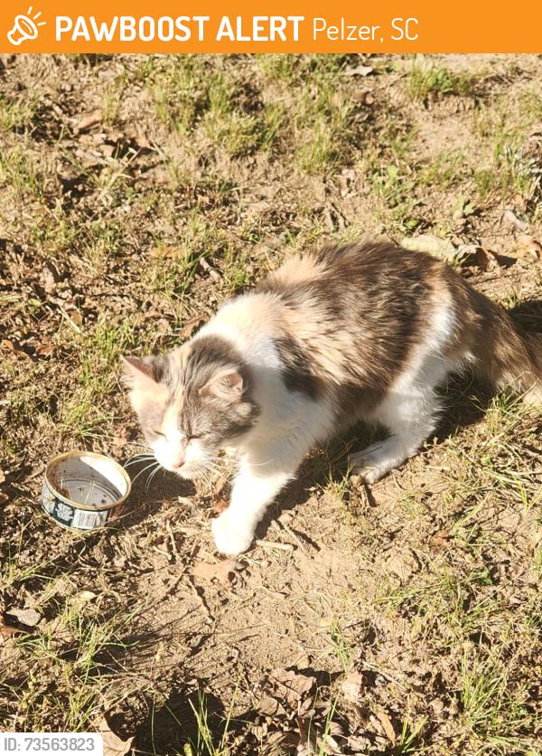 Found/Stray Unknown Cat last seen Monkey Park, Pelzer, SC 29669