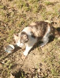 Found/Stray Unknown Cat last seen Monkey Park, Pelzer, SC 29669