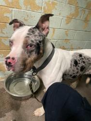 Shelter Stray Female Dog last seen Near West Ln, Stockton, CA 95210, USA, 1575 S Lincoln St, Stockton, CA 95206, USA