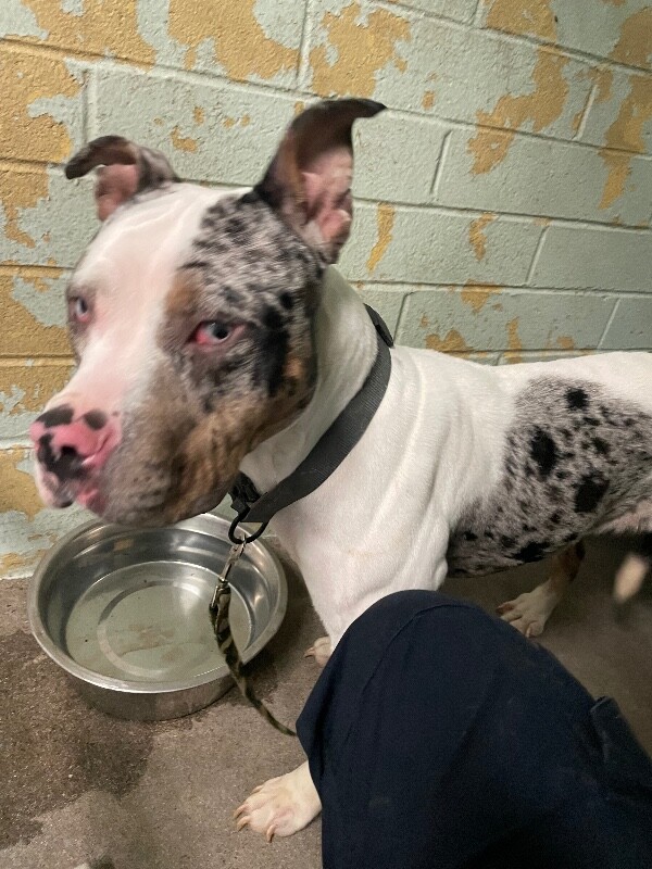 Shelter Stray Female Dog last seen Near West Ln, Stockton, CA 95210, USA, 1575 S Lincoln St, Stockton, CA 95206, USA