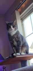 Lost Male Cat last seen Clark and Golfside, Ypsilanti, MI 48197