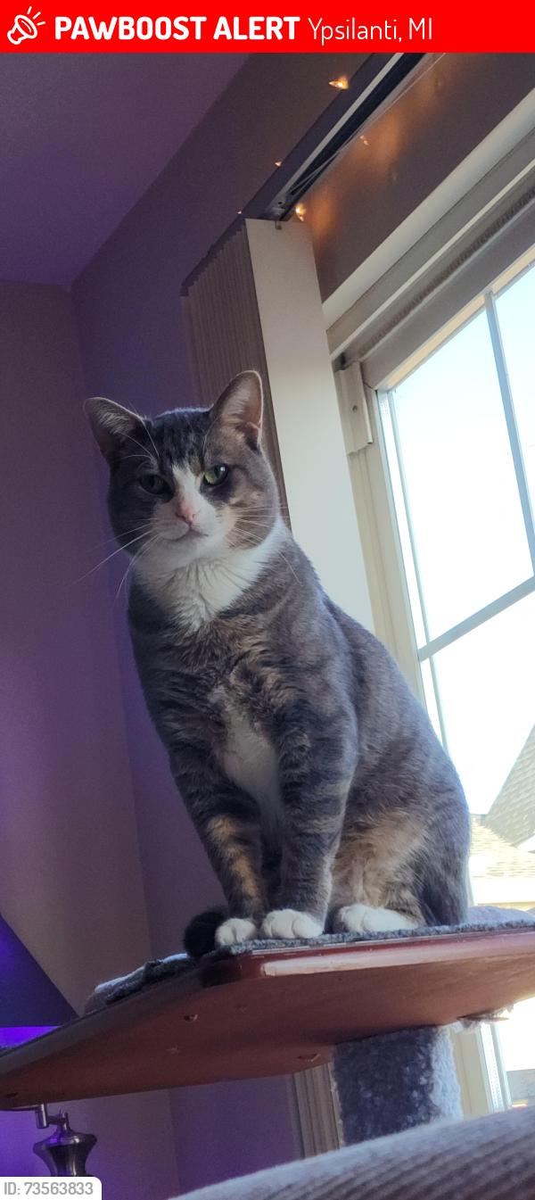 Lost Male Cat last seen Clark and Golfside, Ypsilanti, MI 48197
