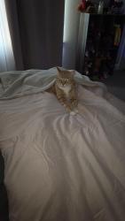 Lost Male Cat last seen FOXGLOVE DR, Portsmouth, VA 23701