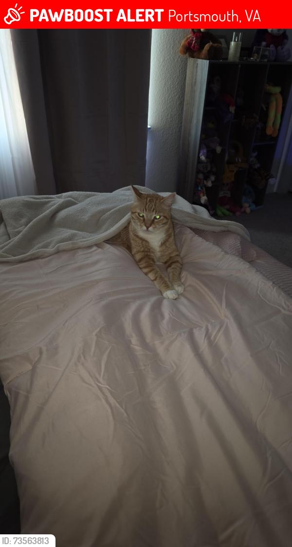Lost Male Cat last seen FOXGLOVE DR, Portsmouth, VA 23701