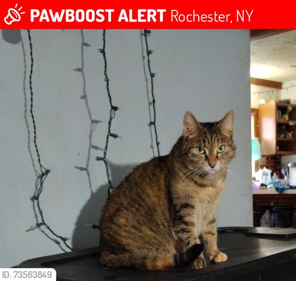 Lost Female Cat last seen Rodessa drive, Rochester, NY 14616