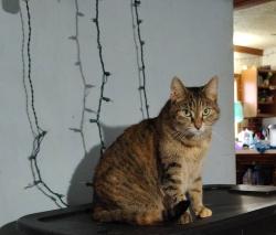 Lost Female Cat last seen Rodessa drive, Rochester, NY 14616