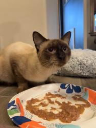 Lost Male Cat last seen Near Kilpatrick Turnpike & Wilshire, Yukon, OK 73099