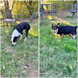 Reunited Female Dog last seen Near Hillside Ct Burleson Tx, Burleson, TX 76028