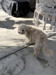 Reunited Male Dog last seen Sylvan and Edward Modesto, CA, Modesto, CA 95350