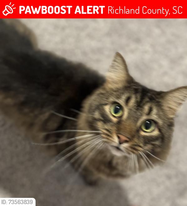 Lost Male Cat last seen -Abbots Glen Neighborhood, Richland County, SC 29063