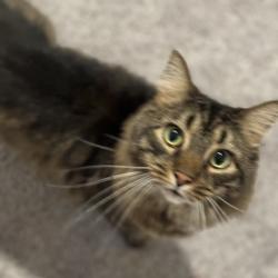 Lost Male Cat last seen -Abbots Glen Neighborhood, Richland County, SC 29063