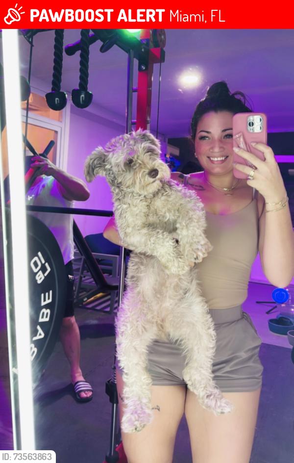 Lost Female Dog last seen Miami, Miami, FL 33150