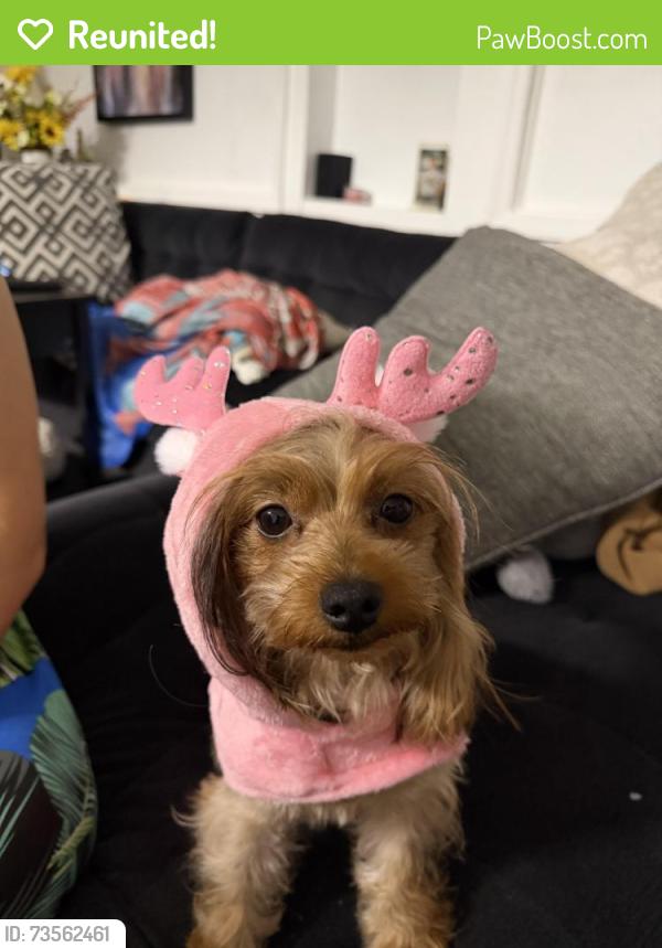 Reunited Female Dog last seen Near N Newport Ave, Tampa, FL 33604, EE. UU., Tampa, FL 33604