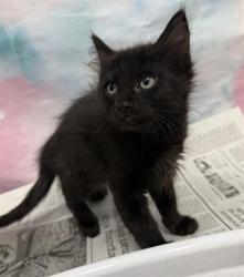 Shelter Stray Male Cat last seen POLHEMUS DR / ACAPULCO WAY, 9150 Union Park Way, Elk Grove, CA 95624, USA