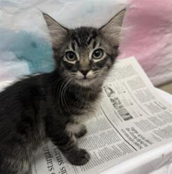 Shelter Stray Female Cat last seen POLHEMUS DR / ACAPULCO WAY, 9150 Union Park Way, Elk Grove, CA 95624, USA