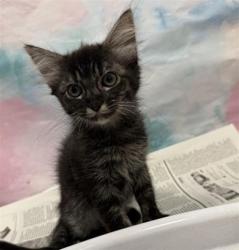 Shelter Stray Female Cat last seen POLHEMUS DR / ACAPULCO WAY, 9150 Union Park Way, Elk Grove, CA 95624, USA