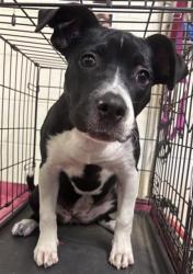 Shelter Stray Female Dog last seen LIDO CIR & CARIBBEAN WAY, 2127 Front St, Sacramento, CA 95818, USA