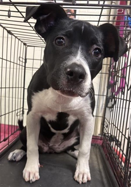 Shelter Stray Female Dog last seen LIDO CIR & CARIBBEAN WAY, 2127 Front St, Sacramento, CA 95818, USA