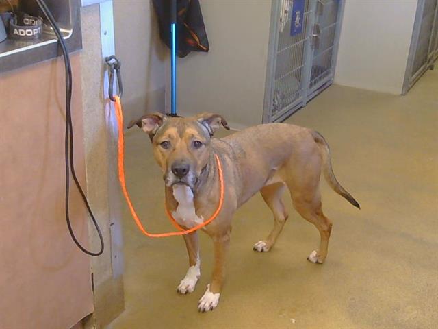 Shelter Stray Female Dog last seen WATT AVE/MYRTLE AVE, 95660, 3839 Bradshaw Rd, Sacramento, CA 95827, USA